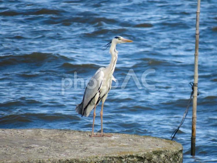 水辺に佇むアオサギ アオサギ,青鷺,あおさぎの写真素材