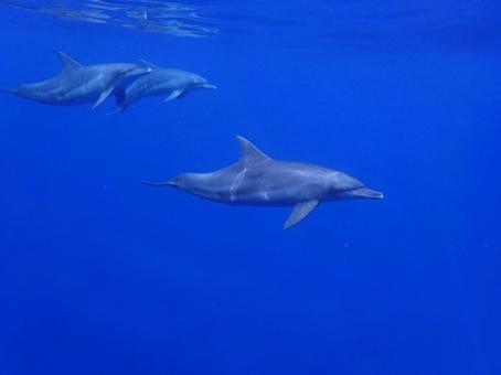 小笠原のイルカ 小笠原,イルカ,ドルフィンスイムの写真素材