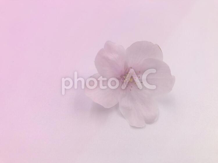 桜　ソメイヨシノ 桜,ソメイヨシノ,染井吉野の写真素材