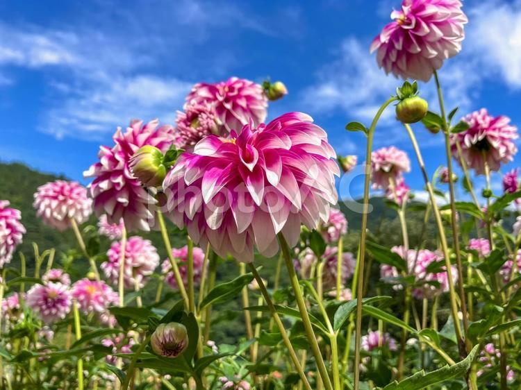 満開のダリア　ダリア園　花の郷 ダリア,花,植物の写真素材