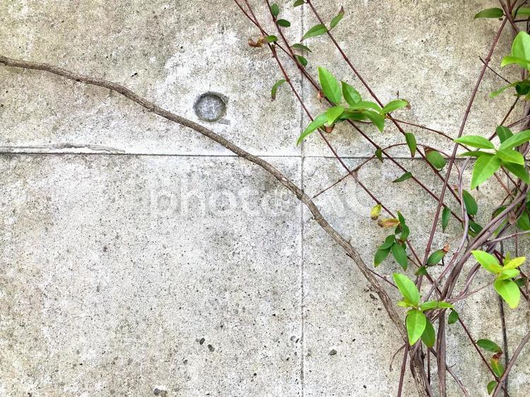 打ちっぱなしの壁とツタ01 打ちっぱなし,壁,ツタの写真素材