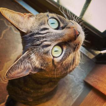 見上げ猫 見上げ猫の写真