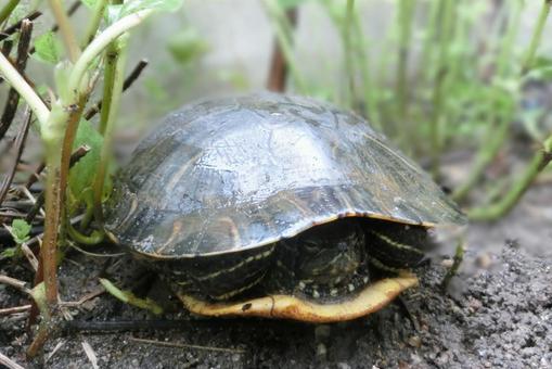 庭のカメの写真