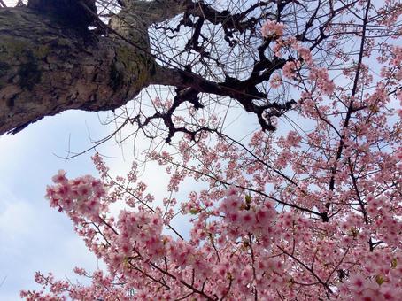 桜 桜 桜,サクラ,さくらの写真素材