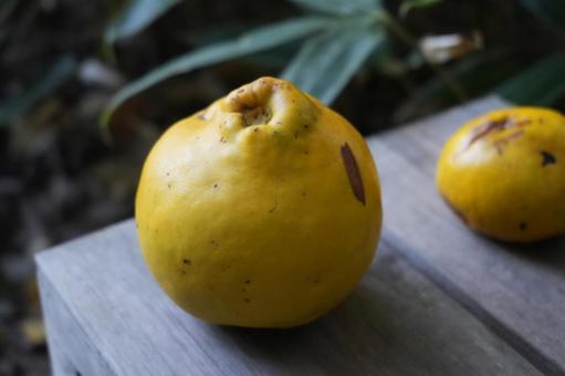 花梨 かりん,カリン,花梨の写真素材
