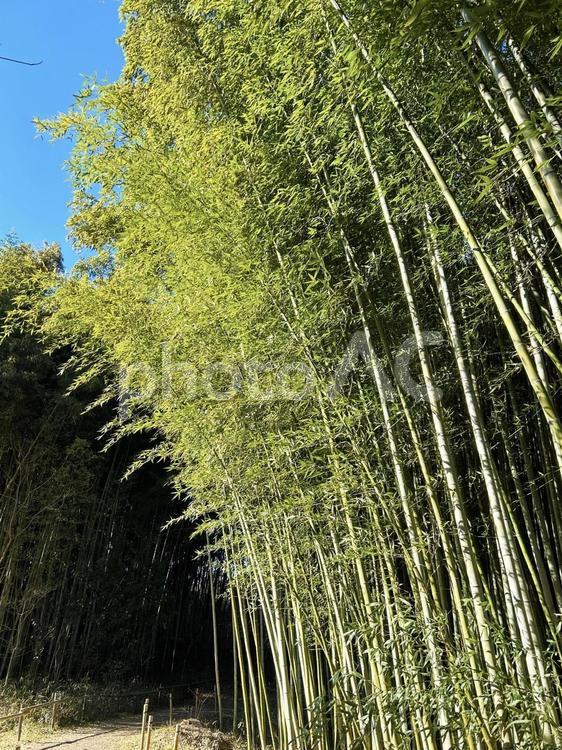 青空と竹林のトンネル 空,竹林,トンネルの写真素材