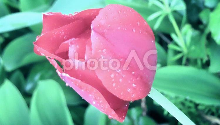 チューリップ チューリップ,花,華の写真素材