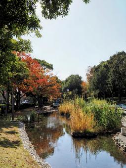 新長島川親水公園の紅葉・江戸川区葛西地区 新長島川親水公園の紅葉・江戸川区葛西地区 秋,葛西地区,オレンジ色の写真素材