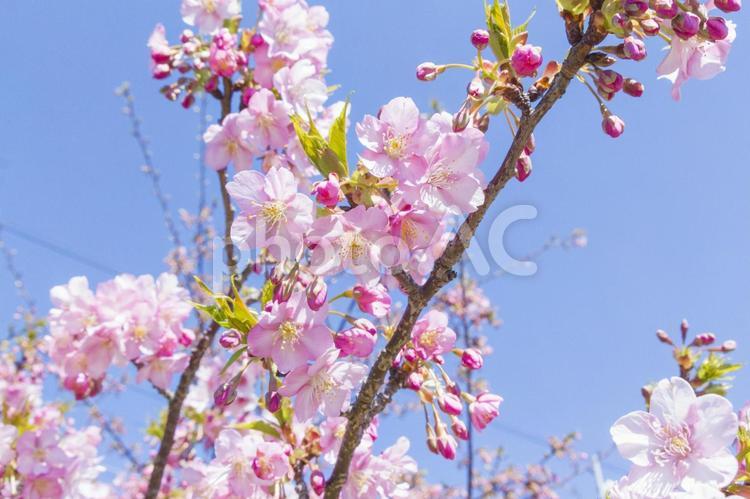 免々田川の桜38（田原市） 桜,河津桜,免々田川の写真素材