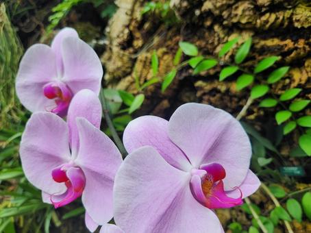 ランの花 ランの花の写真