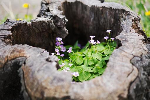 切り株の中の小さな花 切り株の中の小さな花 切り株,木,古木の写真素材