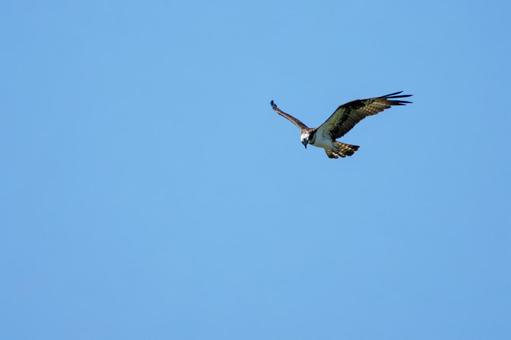 Osprey ⑿, JPG Osprey ⑿, JPG