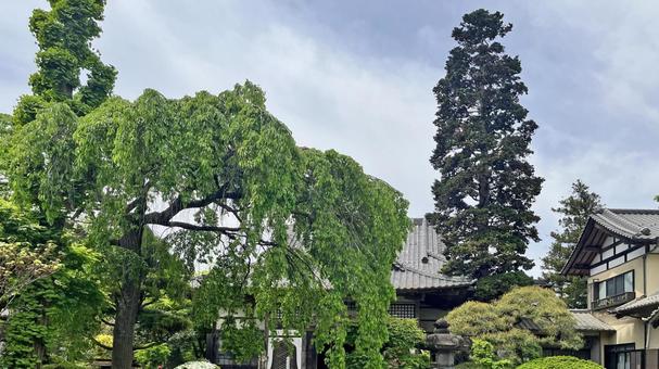 秩父34観音 33番 菊水寺 境内の風景 秩父34観音 33番 菊水寺 境内の風景 菊水寺,延命山,観音堂の写真素材