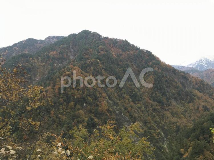秋の野山と北アルプス 秋,自然,木材の写真素材