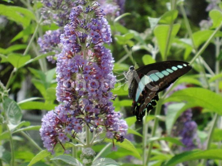 ブッドレア・房藤空木　チョウ 花木,咲く風景,円錐形の写真素材