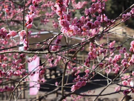 梅園に咲く梅の花 梅園に咲く梅の花の写真