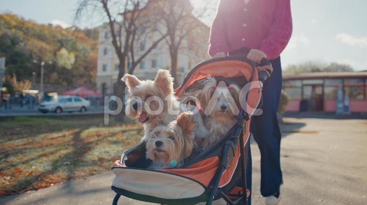 身を乗り出すヨークシャテリアのベビーカーを押す人の手元 犬,小型犬,手元の写真素材
