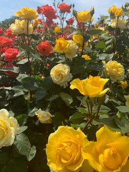 黄色い薔薇 黄色い薔薇の写真