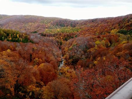 城ヶ倉大橋の紅葉(青森県青森市) 紅葉,もみじ,秋の写真素材