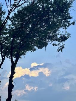 季節を感じる夕方の木と空の風景 季節を感じる夕方の木と空の風景の写真