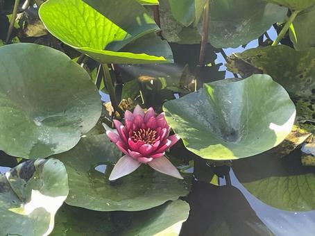 Water Lily, JPG