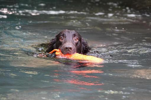 Photo, dog, large dog, retriever, 