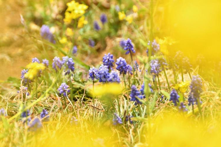菜の花とムスカリの群生 植物,花,菜の花の写真素材