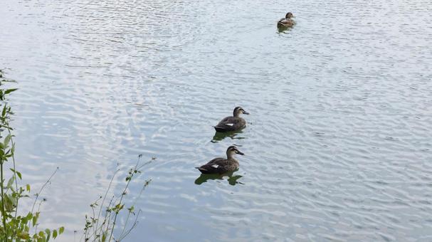 【鳥の写真】 【鳥の写真】の写真