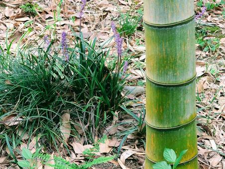 竹林 竹林 竹,竹林,バンブーの写真素材