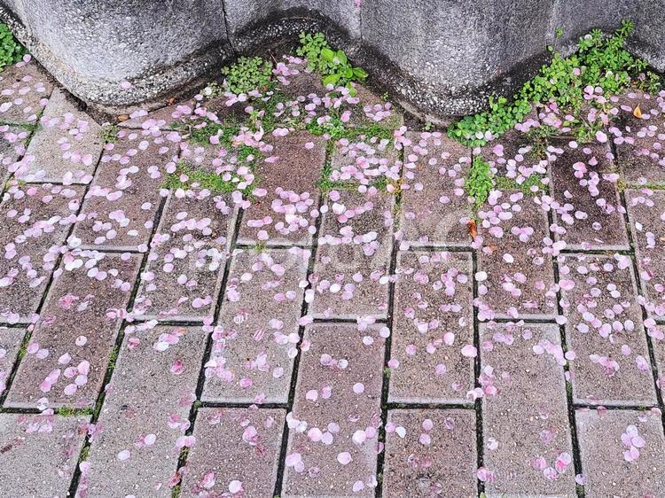 桜の花びら　散る 桜の花びら,落ちる,散るの写真素材