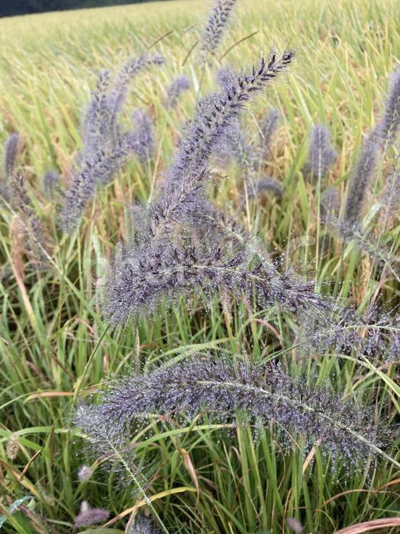 田んぼの土手の雑草 雑草,稲,秋の写真素材
