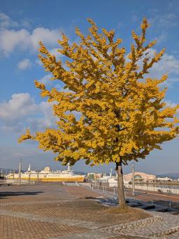 秋の朝のイチョウの木2 秋,紅葉,イチョウの写真素材