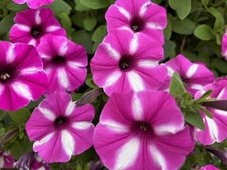 Photo, petunia, spring, natural, 