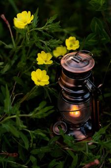 黄色い花とランタン 花,自然,植物の写真素材