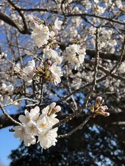 白く美しい桜の花 白く美しい桜の花の写真