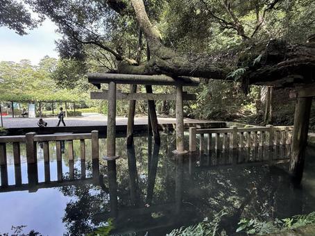 鹿島神宮　御手洗池 鹿島神宮,神社,茨城県の写真素材