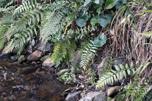 シダの覆う石の清流 シダの覆う石の清流の写真