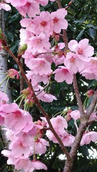 桜 桜の写真