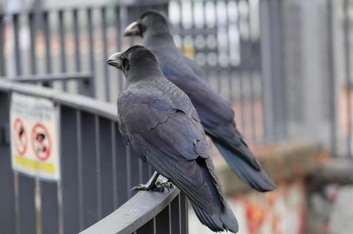 カラス 鳥,野鳥,野生の写真素材