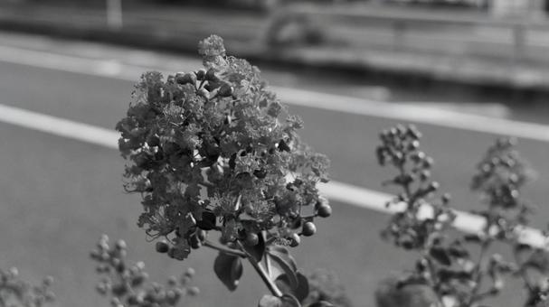 道沿いの花 道沿いの花の写真