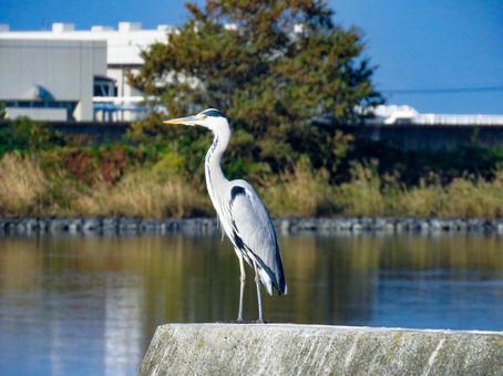 堤防に佇むアオサギ アオサギ,野鳥,動物の写真素材