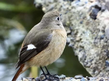 川辺に立つジョウビタキ 川辺に立つジョウビタキの写真
