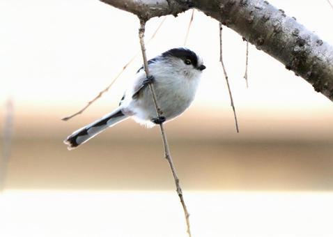 早朝のエナガ エナガかわいい,エナガ,小さいの写真素材