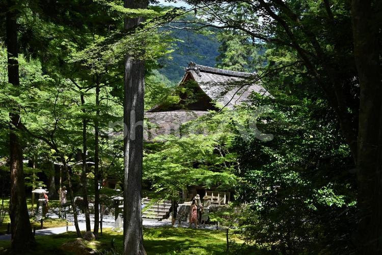 往生極楽院 やさしい,苔,庭の写真素材