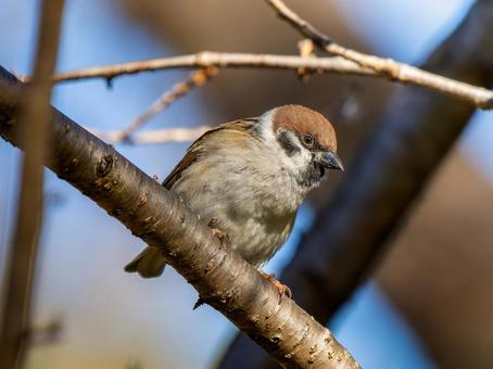枝にとまるスズメ スズメ,雀,鳥の写真素材
