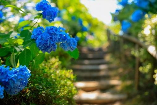 紫陽花 紫陽花の写真
