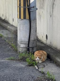 茶ちゃん 茶ちゃんの写真