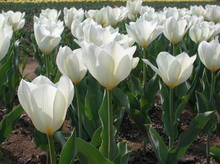 Tulips in bloom, JPG Tulips in bloom, JPG
