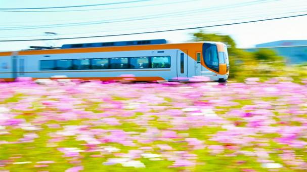 コスモス畑沿線を快走する22000系特急 コスモス畑沿線を快走する22000系特急 近鉄電車,近鉄大阪線,沿線の写真素材