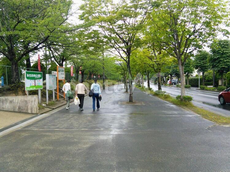 住宅街の風景 住宅街,並木道,風景の写真素材